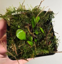 Microsorum siamensis blue oil fern very rare species terrarium plant  (1006)