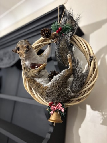 Ready hang squirrel - to,