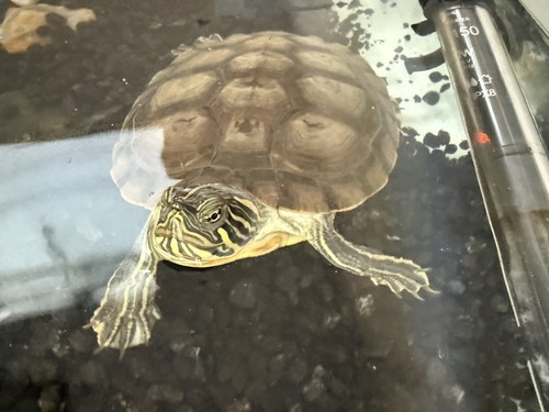 Glass freshwater 50l - glass,