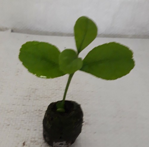 Lemon tree citrus limon - limon, "