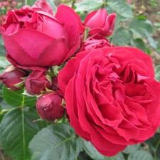 Red Eden Rose - 5.5lt Potted Climbing Garden Rose - Red - Very Fragrant