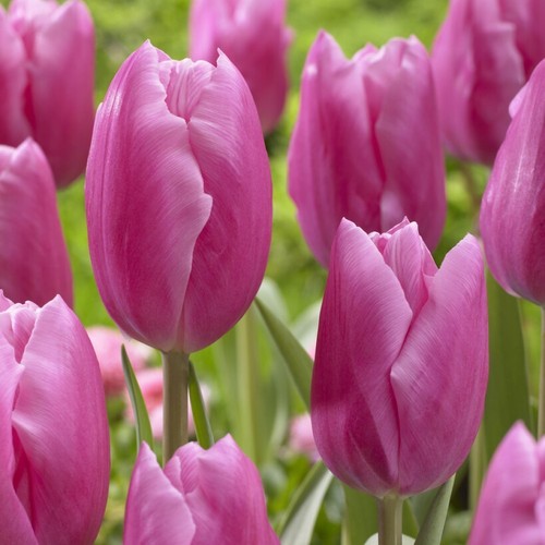 100 jumbo pink - 1,