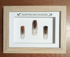 Taxidermy Real Framed Insects Australian Cicadas In Wooden Frame/Entomology New