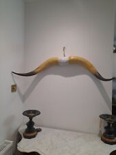 Antique Taxidermy Horns Skull Antlers Bull Cow