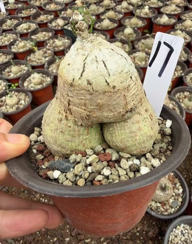 Raresucculent plant adenia - raresucculent,