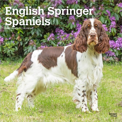English springer spaniels 2027 - spaniels,