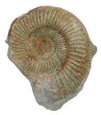 Malm Perisphinctes sp.  Rare
