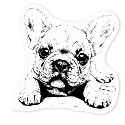 French bulldog pup bone - 'french,