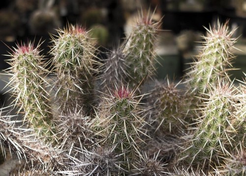 Echinocereus brandegeei - echinocereus,