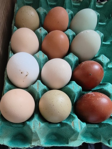 Free range chicken eggs - chicken, 24
