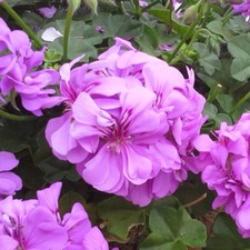 2 x Trailing Geranium PAC