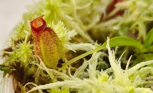 Nepenthes aristolochioides - ,