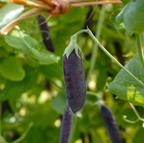 Pea mangetout snow - mangetout,