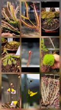 CARNIVOROUS PLANT SEEDS 100+