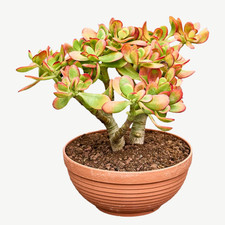 Jade Money Tree 'Sunset' -