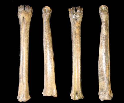 Pleistocene ice age elk fossil - age,