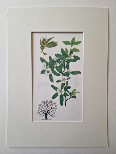 Matousova medlar mounted - matousova,