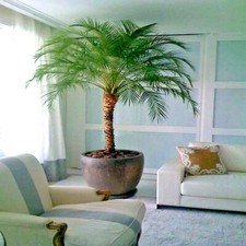 Dwarf Pygmy Date Palm Tree