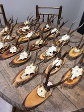 Taxidermy Roe Deer Skull