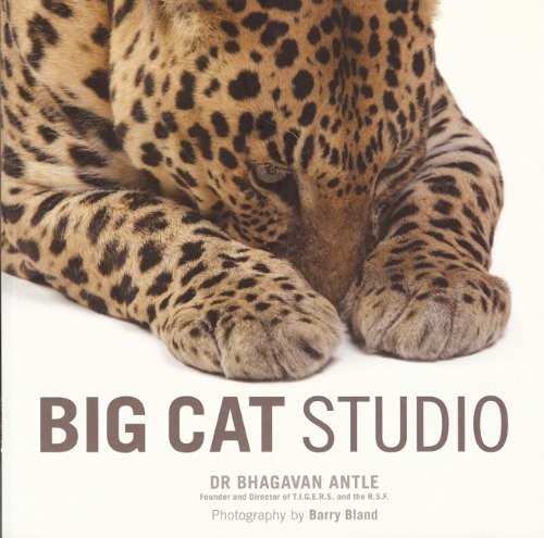 Big cat studio photography - big,