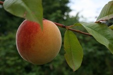 Hardy Peach 'Red Haven'  ideal
