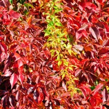 Virginia Creeper - Hardy