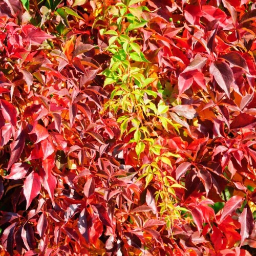 Virginia creeper hardy - creeper,
