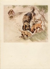 OTTERHOUND AND BORDER TERRIER DOGS RARE OLD 1938 DOG ART PRINT by VERNON STOKES