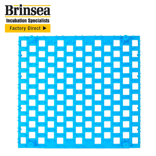 Brinsea quail egg - tray, all