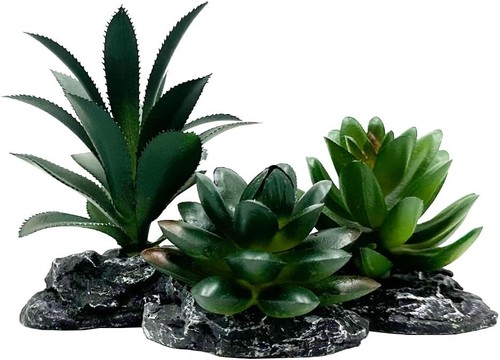 Smoothedo pets reptile - smoothedo-pets,