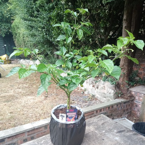 Armegedon chilli pepper plant - pepper,
