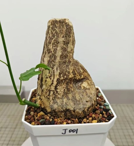 Rare adenia viridiflora - rare,