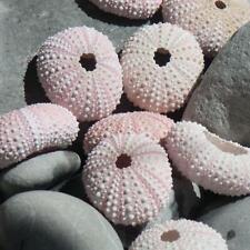 Pink Sea Urchin | Pack of 3 | Beach Shells | Natural Decor