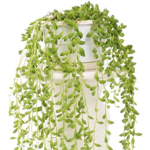 Senecio herreianus evergreen - |,