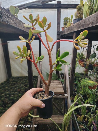 Crassula ovata money tree