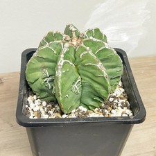 Astrophytum Myriostigma