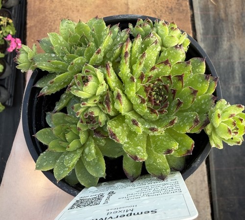 Sempervivum mixed succulent - mixed,