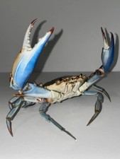 Real  Blue Crab Claws Up No