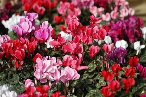 Cyclamen persicum metis - persicum,