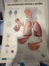 Vintage large "The respiratory system & Asthma" Plastic embossed poster