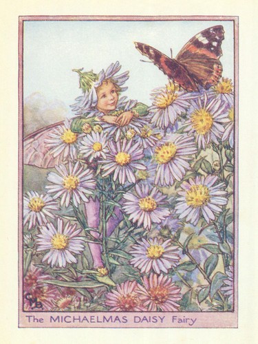 Michaelmas daisy fairy - michaelmas,