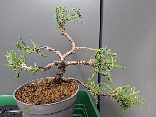 Juniper bonsai tree - ,