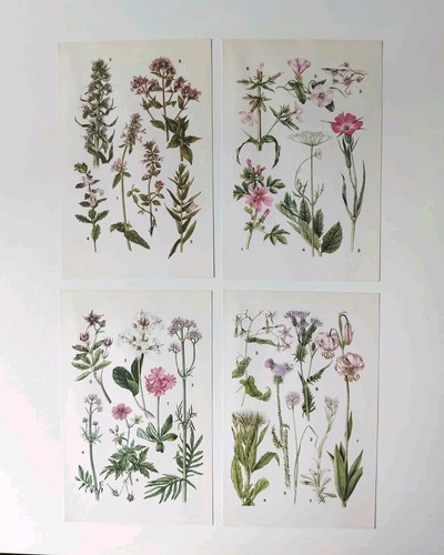 Vintage botanical bookplate - vintage,