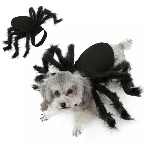 Pet black spider - black,