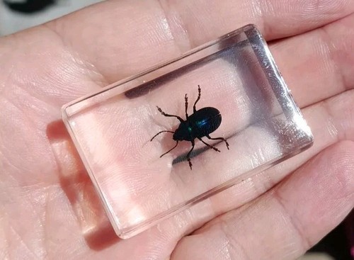 Real bug insect - bug, preserved