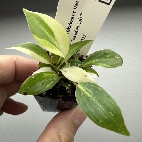 Philodendron gloriosum - philodendron,