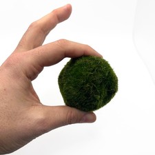 Large marimo moss - marimo, –