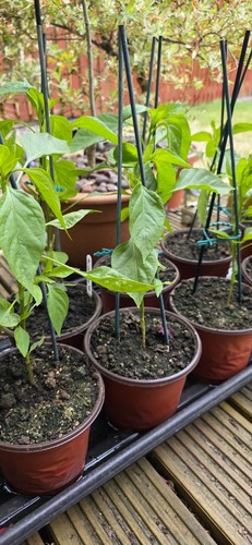 Chilli plug plants - chilli,