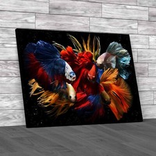 Vibrant Siamese Fighting Fish