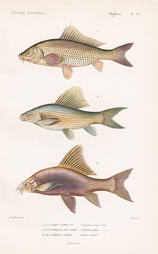 Cyprinus carpio carp carp
